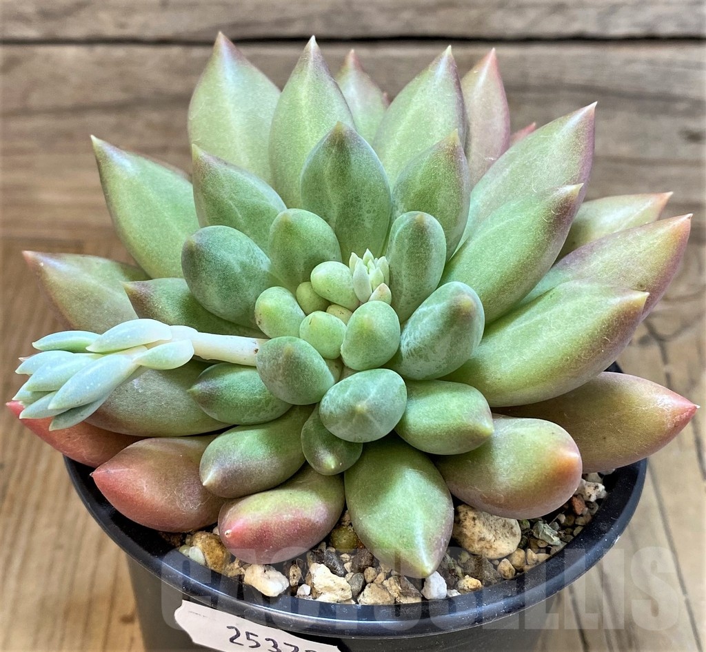 SH25372 Pachyphytum 'Solomon' - Image 2
