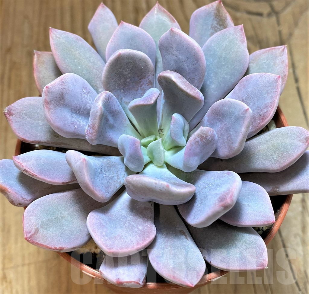 SH25359 Graptoveria 'Lilac Spoons' - Image 2
