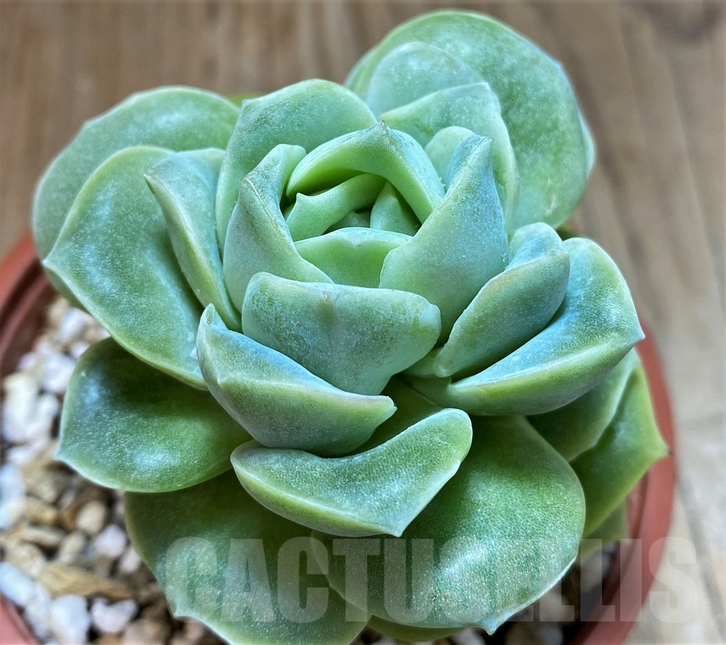 SH25360 Echeveria 'Lovely rose'