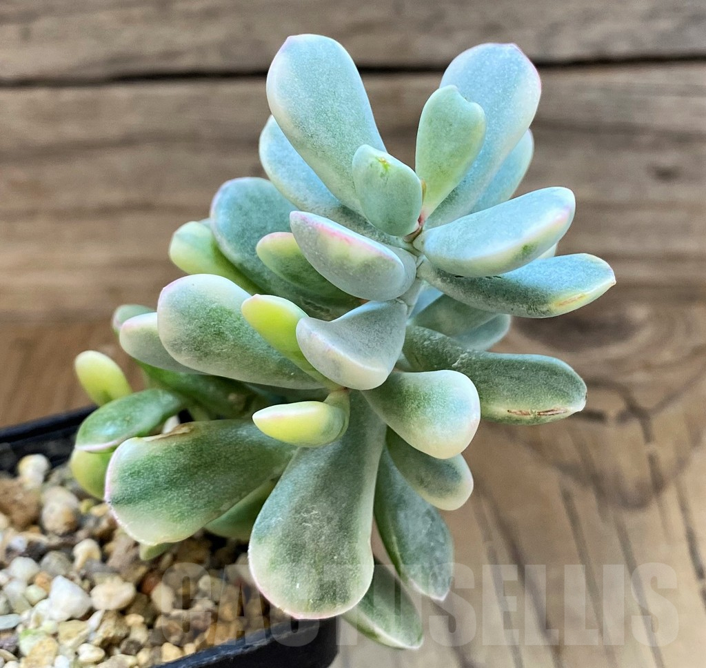 SH25384 Cotyledon orbiculata f. variegata