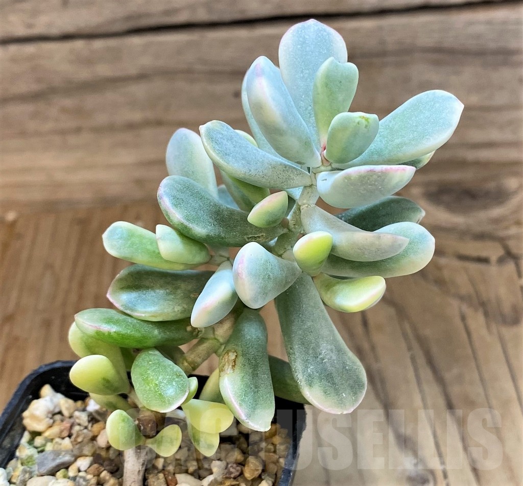 SH25384 Cotyledon orbiculata f. variegata - Image 2