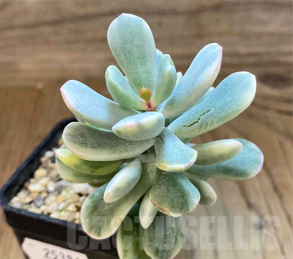 SH25384 Cotyledon orbiculata f. variegata - Image 3