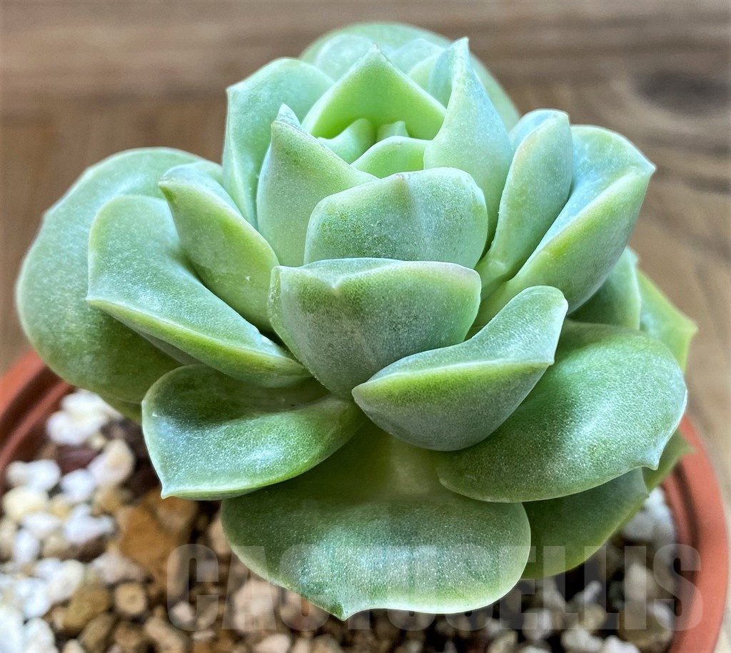 SH25360 Echeveria 'Lovely rose' - Image 2