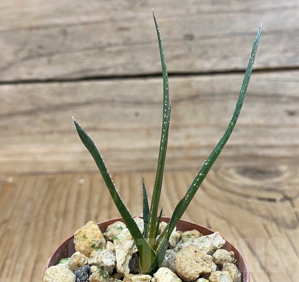SH25386 Aloe pronkii - Image 2