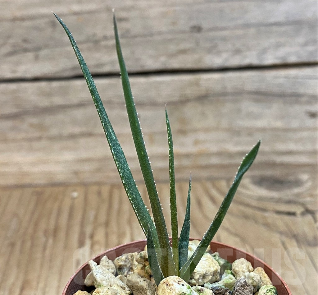 SH25386 Aloe pronkii