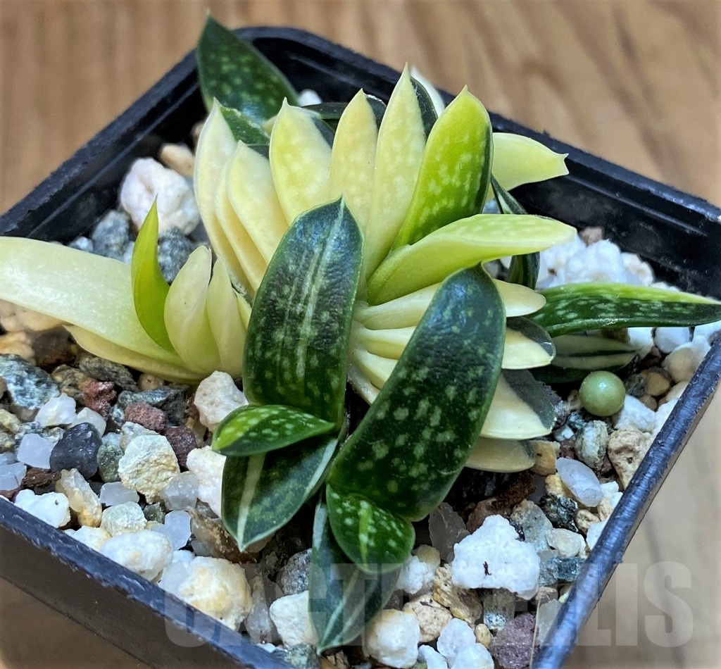 SH25388 Gasteria minima f. variegata