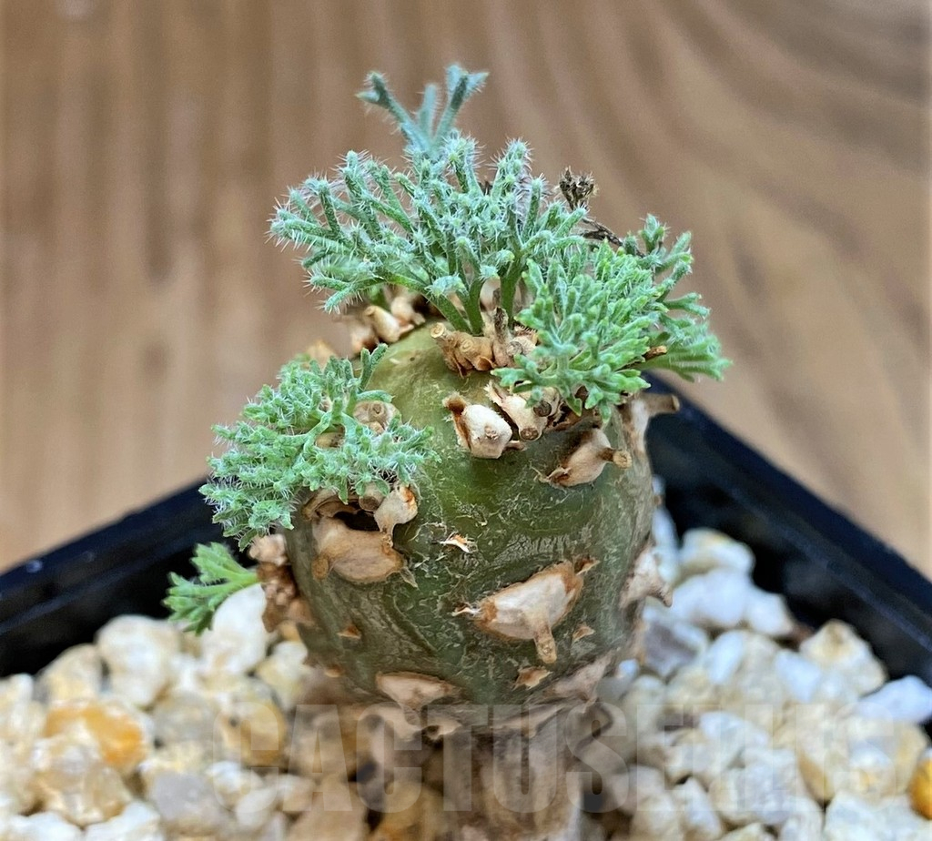 SH25461 Sarcocaulon peniculinum
