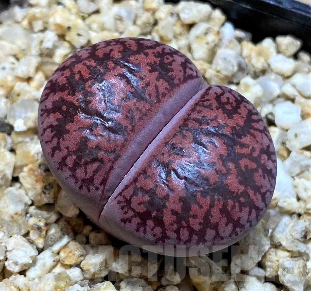 SH25425 Lithops lesliei 'Fred's Redhead'