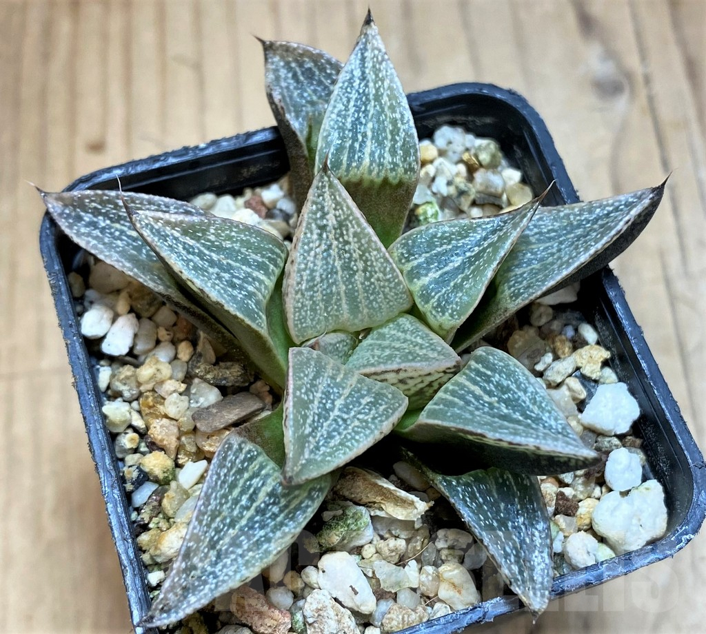 SH25463Haworthia picta hybrid