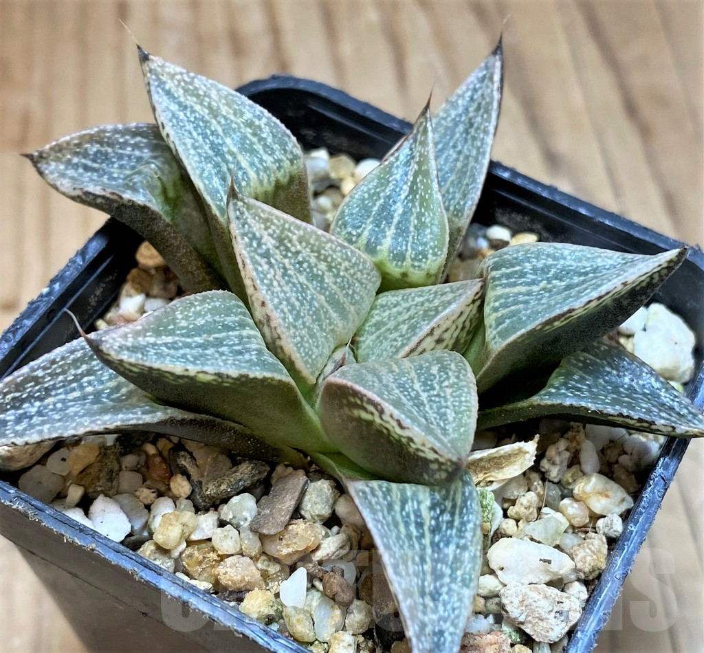 SH25463Haworthia picta hybrid - Image 2