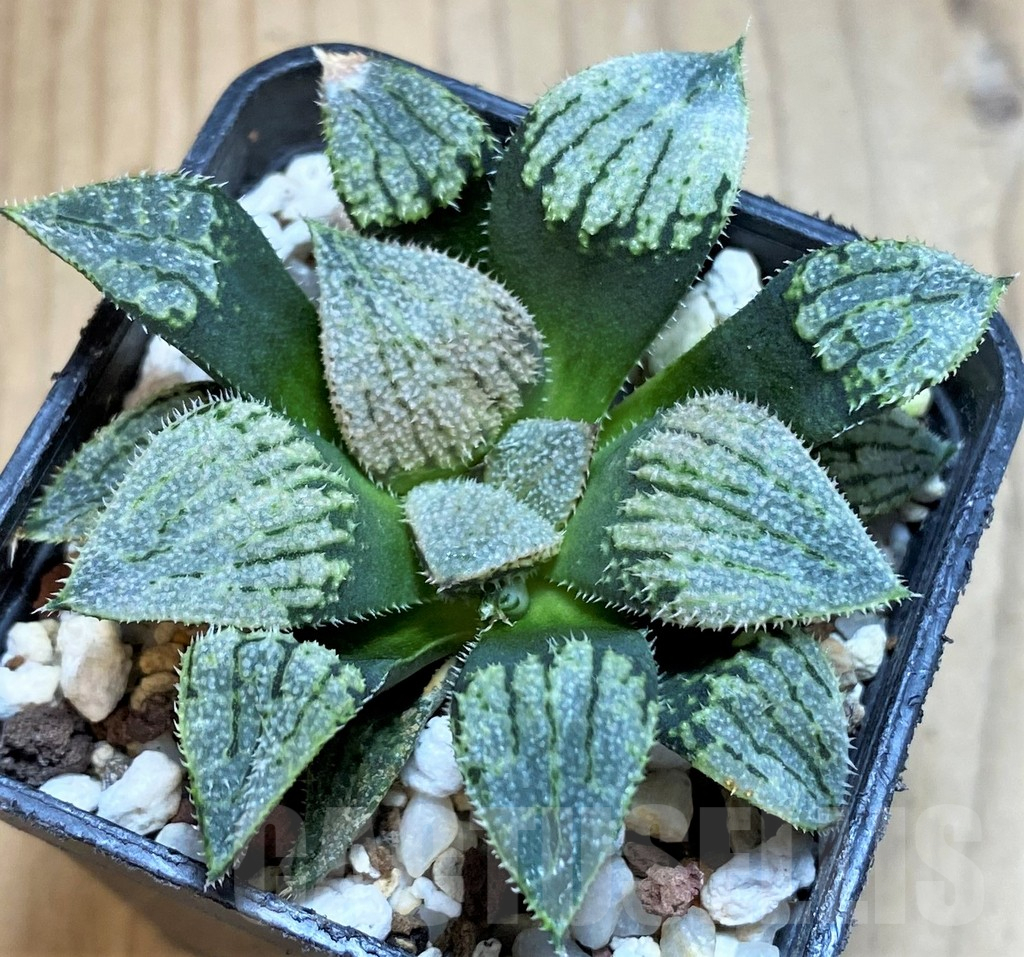 SH25464 Haworthia 'Nautilus'