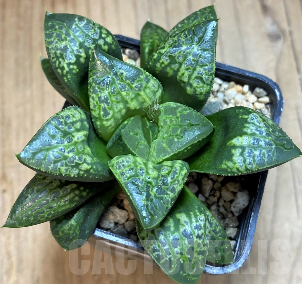 SH25465 Haworthia 'Kamen Butokai'