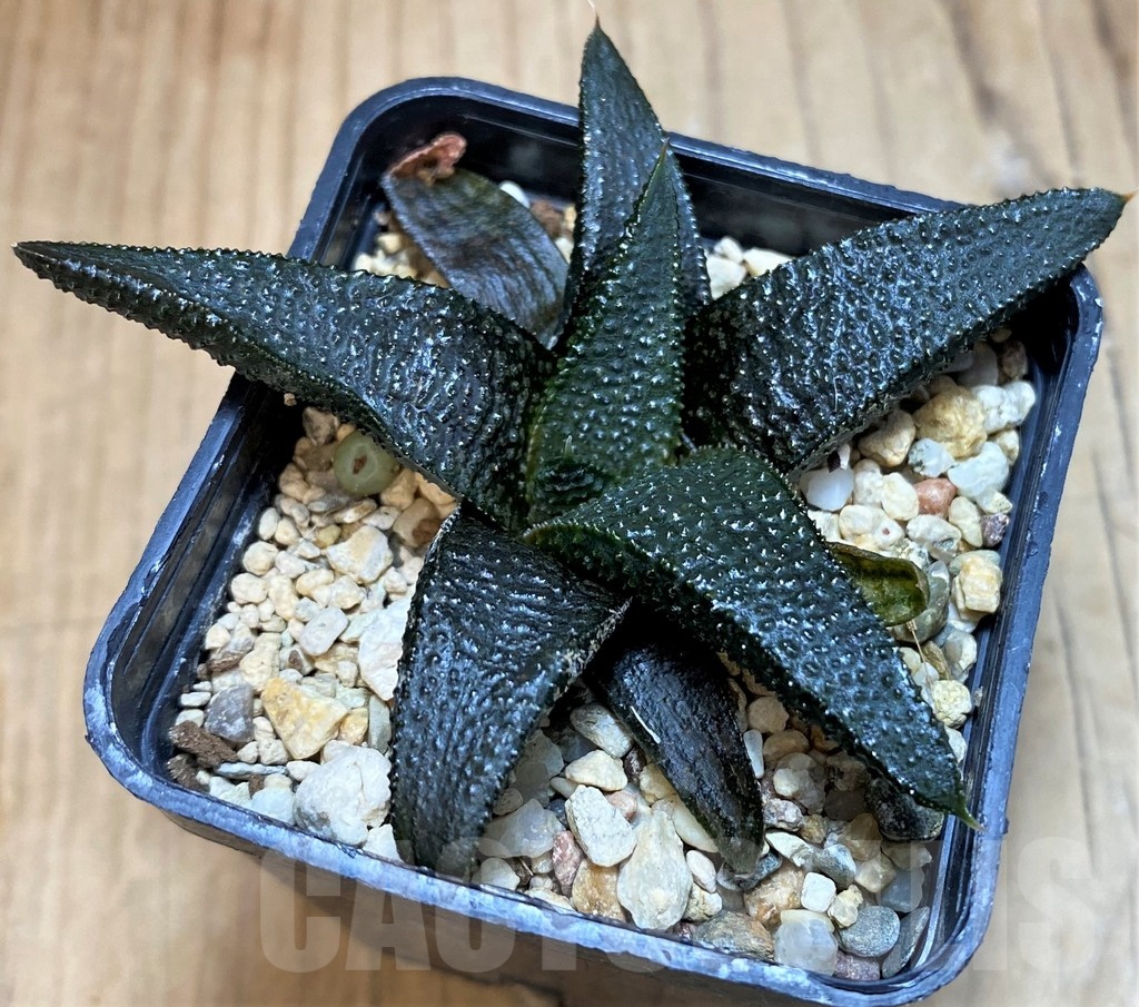 SH25466 Haworthia koelmaniorum