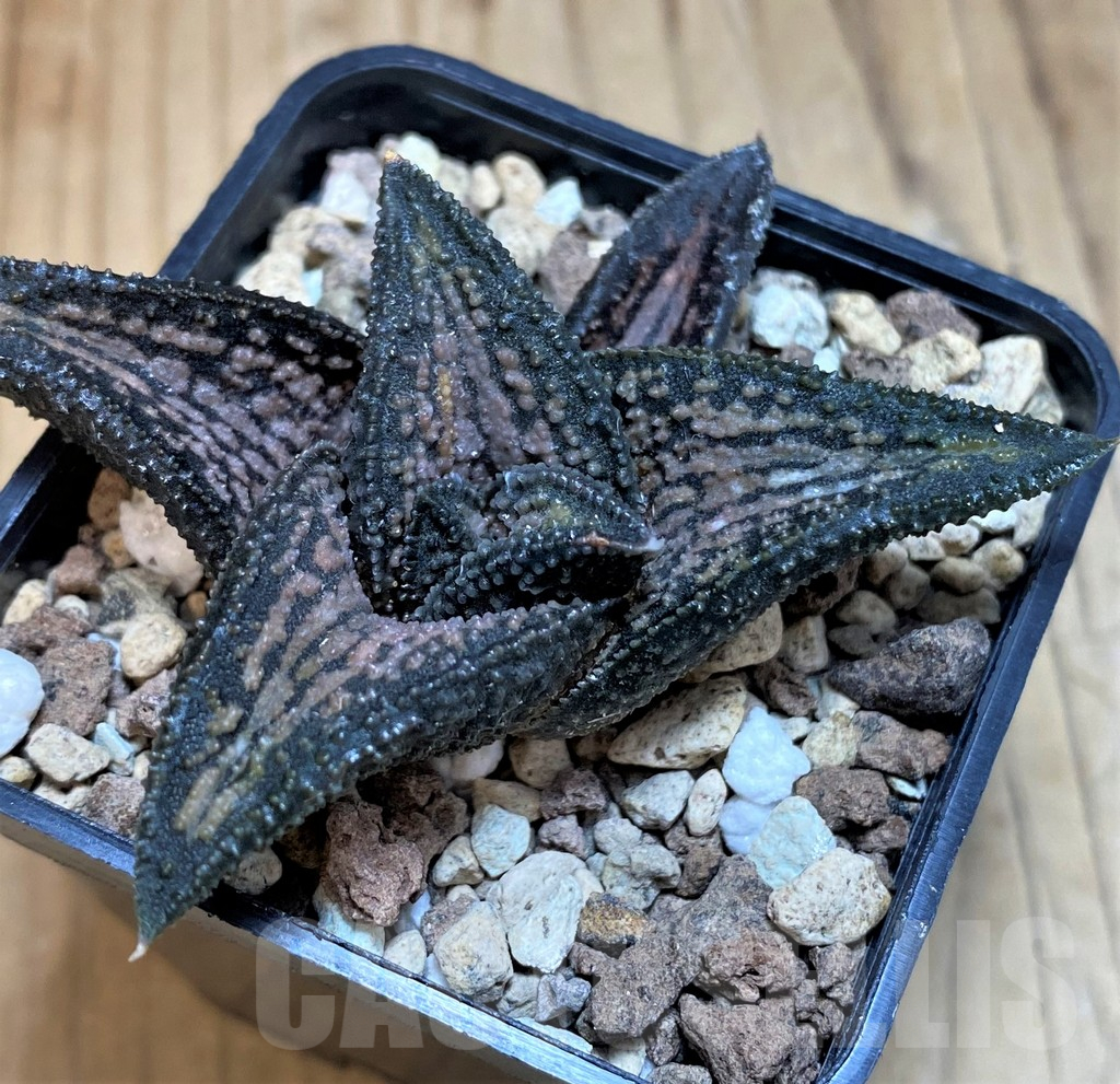 SH25467 Haworthia 'Kintaikyo'