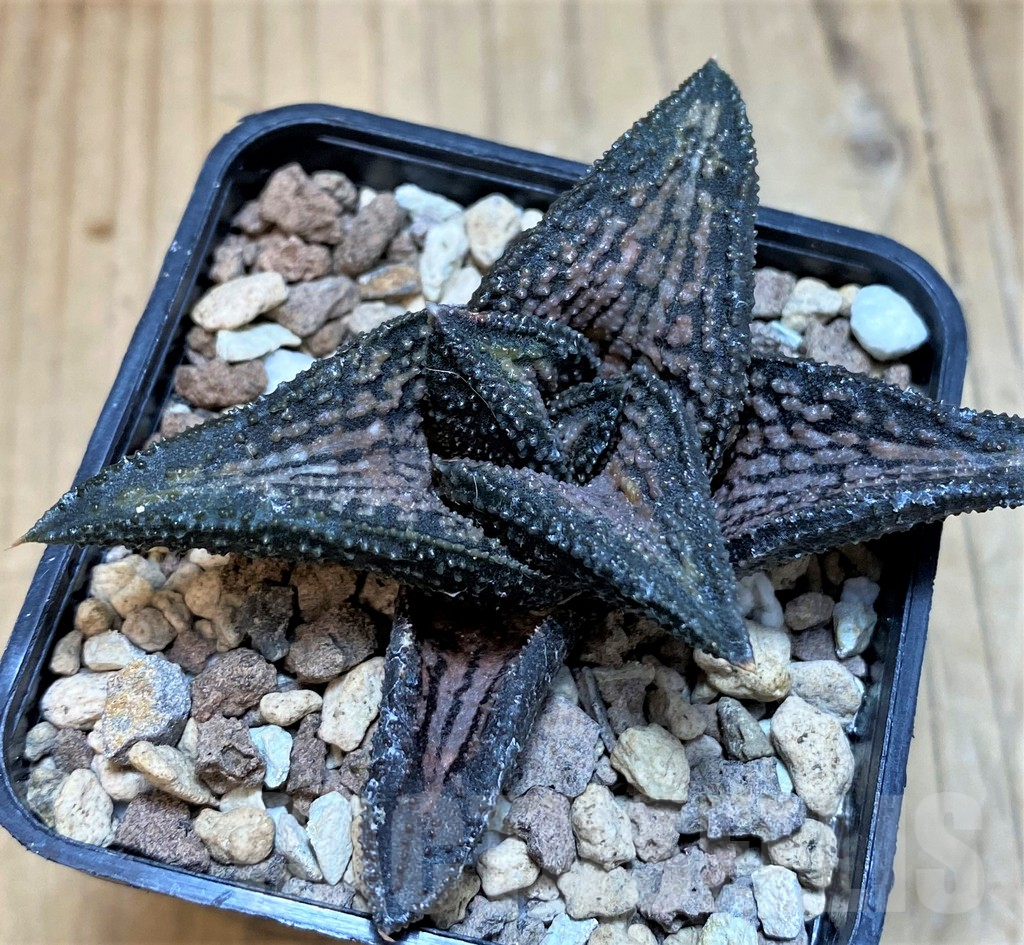SH25467 Haworthia 'Kintaikyo' - Image 2