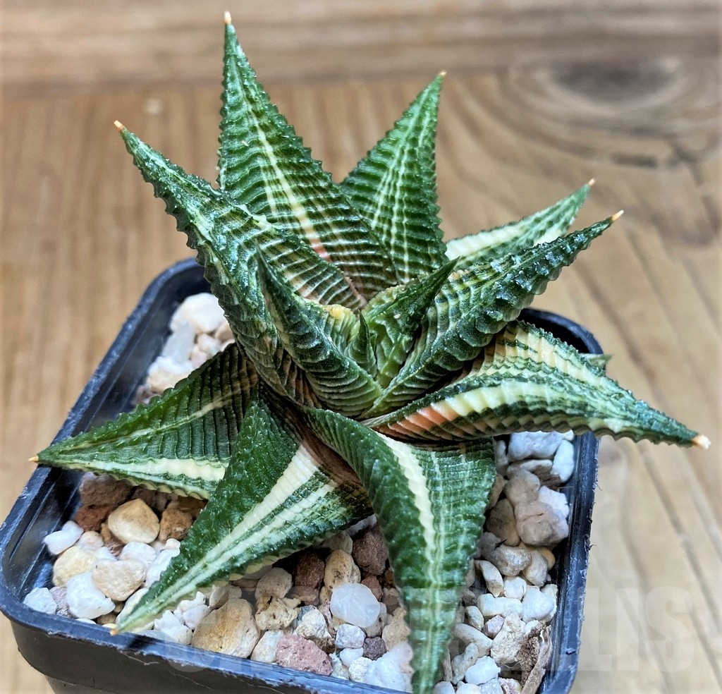 SH25468 Haworthia limifolia f. variegata