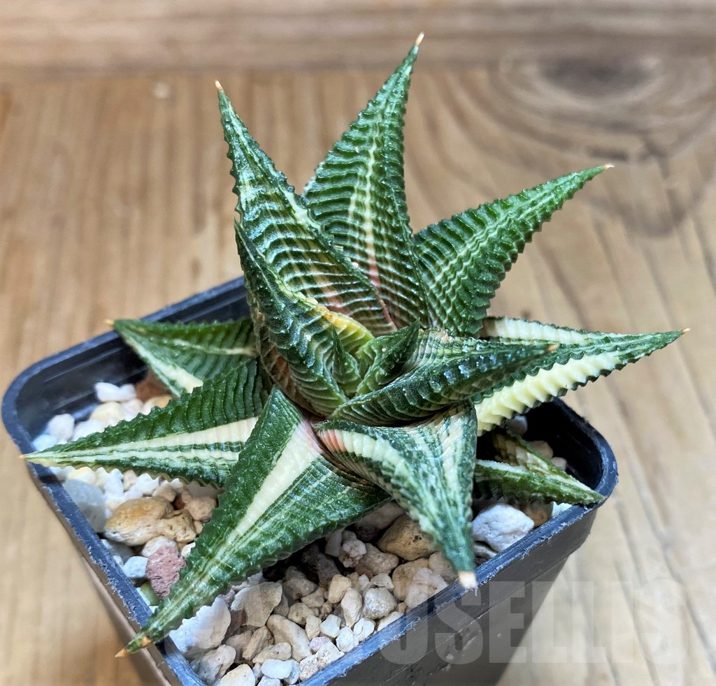 SH25468 Haworthia limifolia f. variegata - Image 2