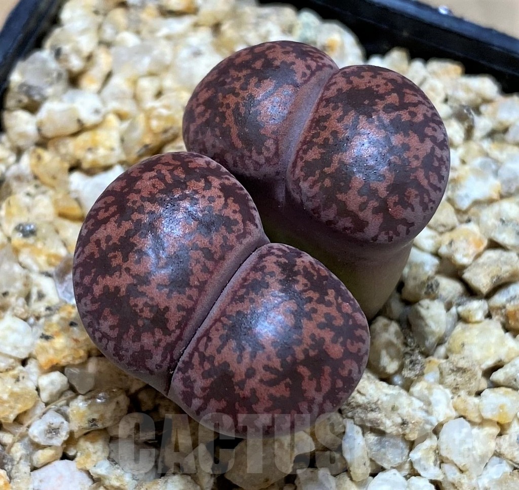 SH25426 Lithops lesliei 'Fred's Redhead'