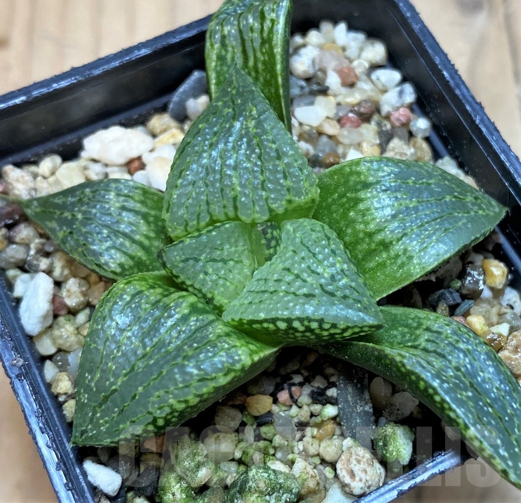 SH25478 Haworthia picta hybrid - Image 2