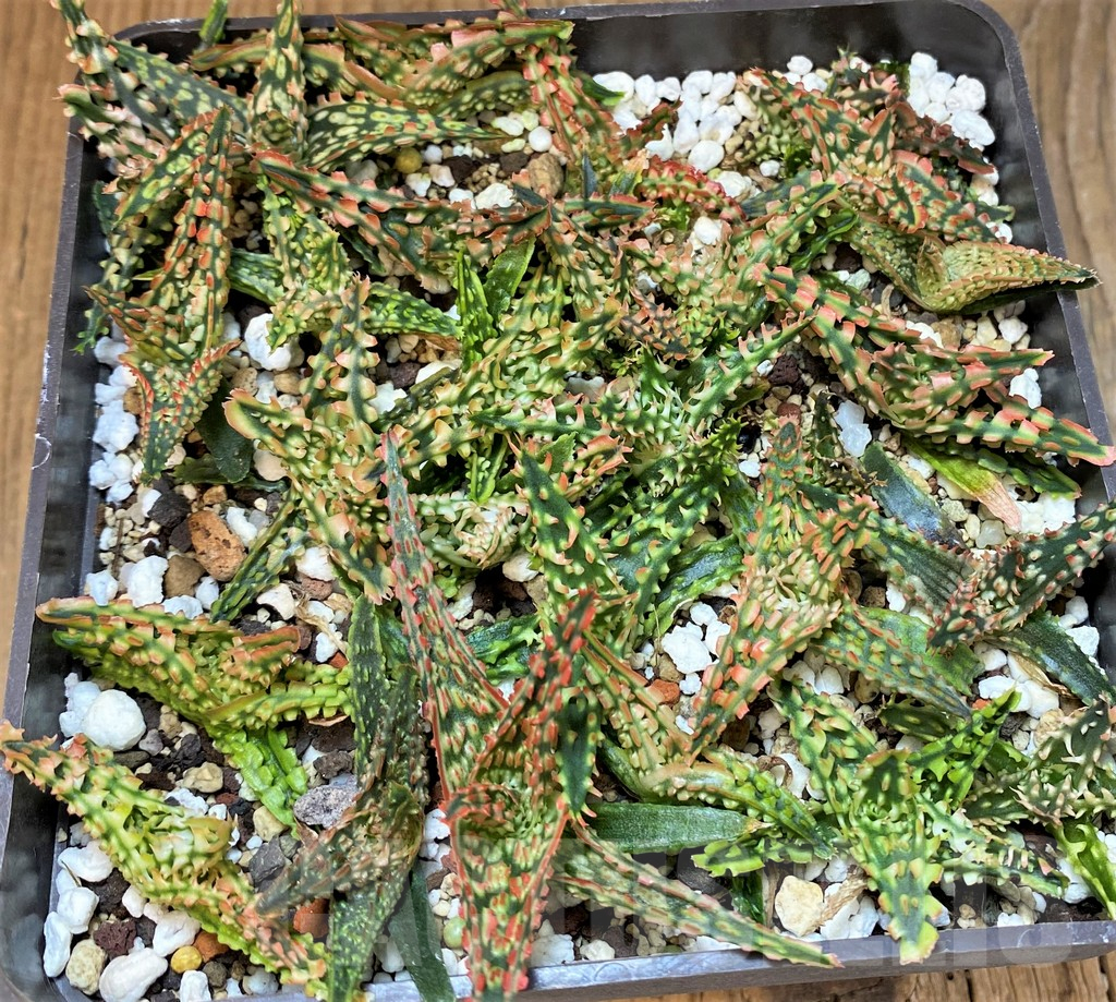 SH25480 Aloe TCT hybrid mix - Image 2