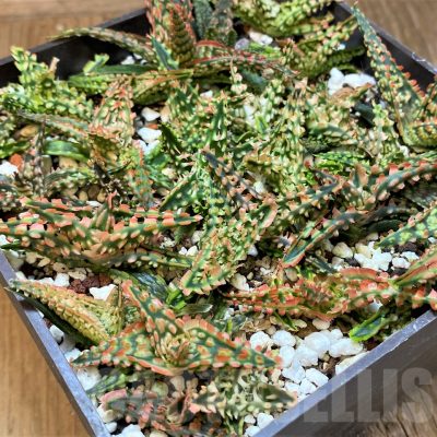 SH25480 Aloe TCT hybrid mix
