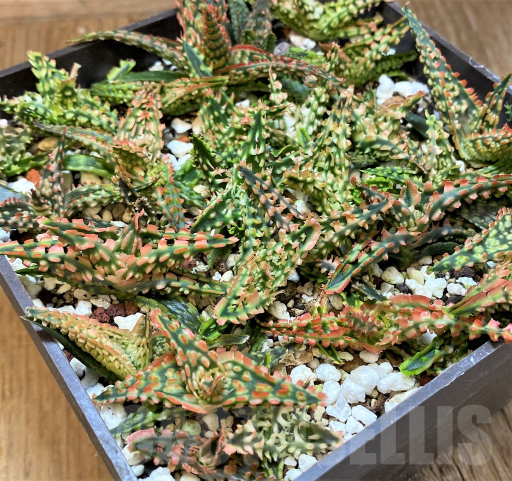 SH25480 Aloe TCT hybrid mix