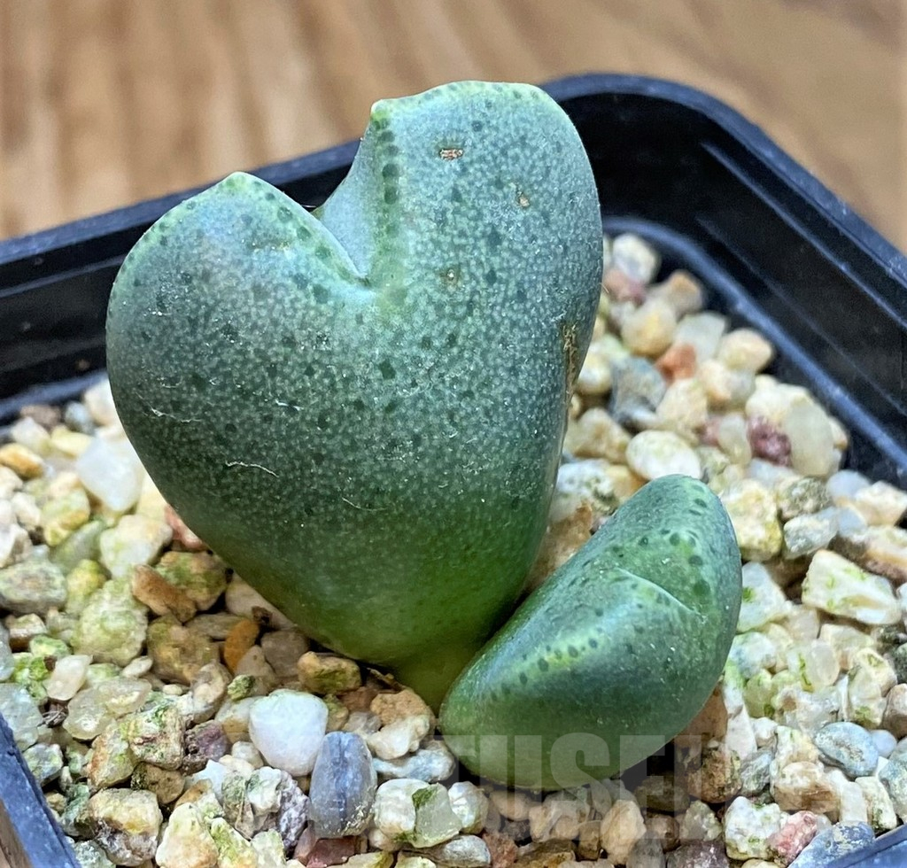 SH25430 Conophytum taylorianum subs. ernianum