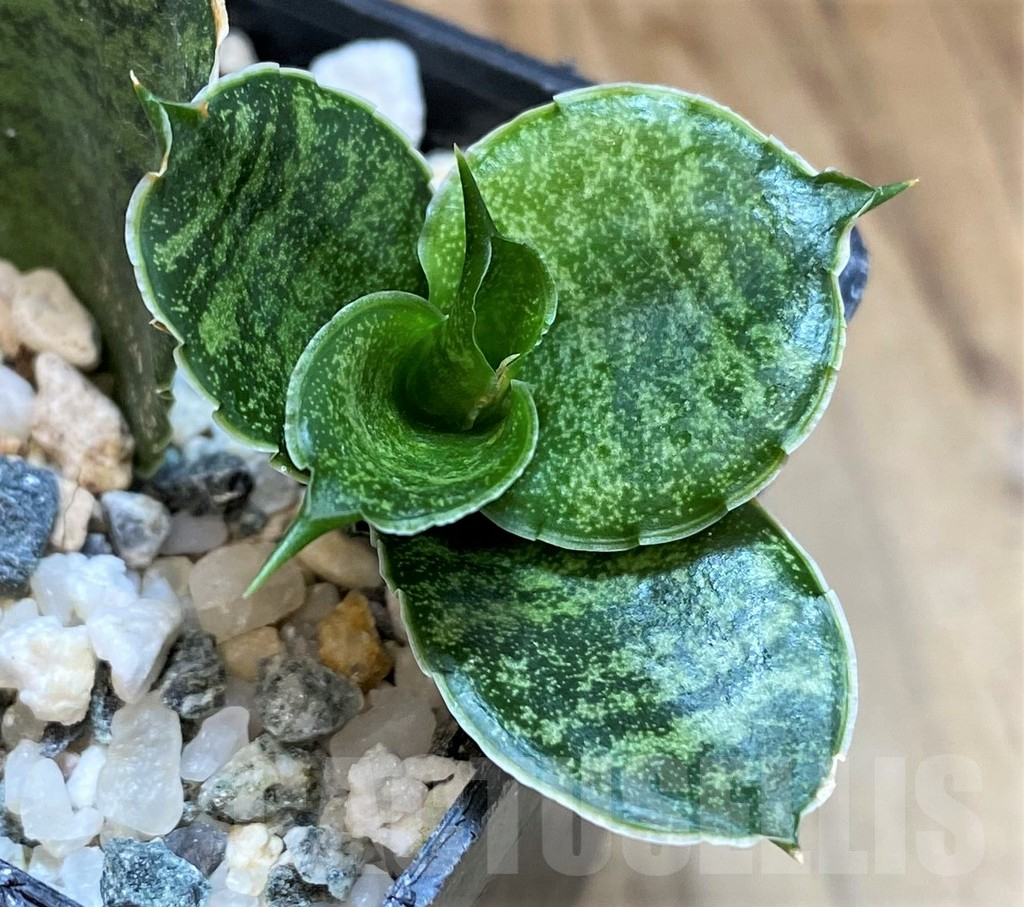 SH25433 Sansevieria 'Mahanakorn' - Image 2