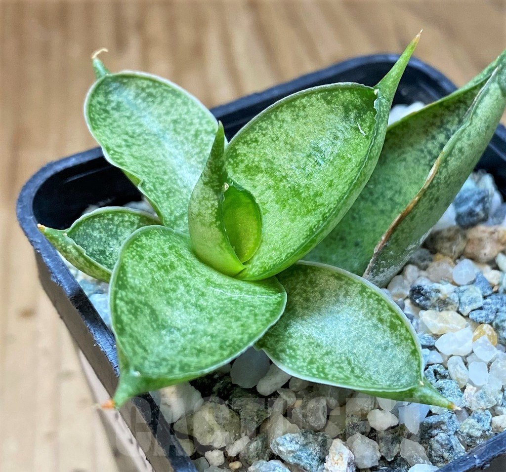 SH25436 Sansevieria 'Silver Crown' - Image 2