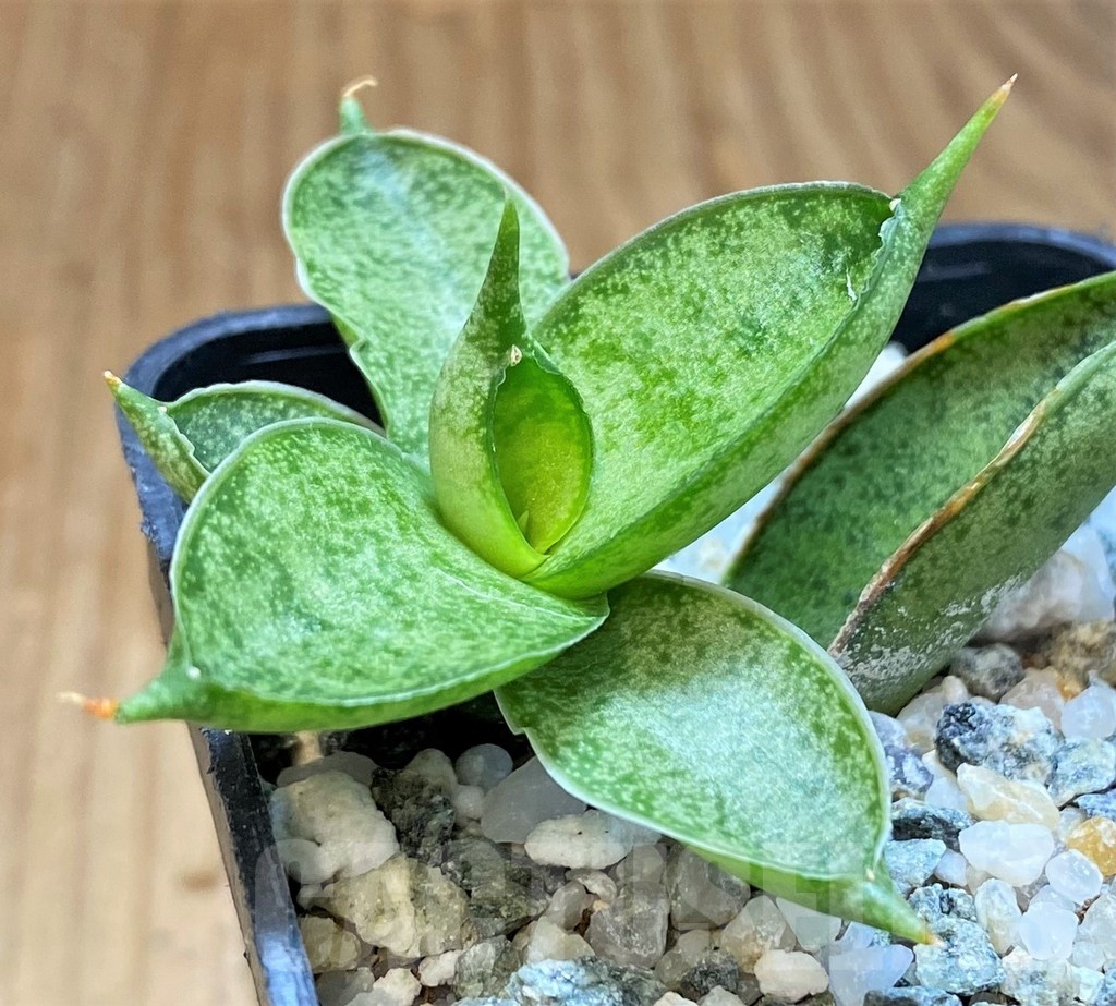 SH25436 Sansevieria 'Silver Crown'