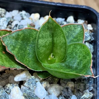 SH25437 Sansevieria 'Apollo'