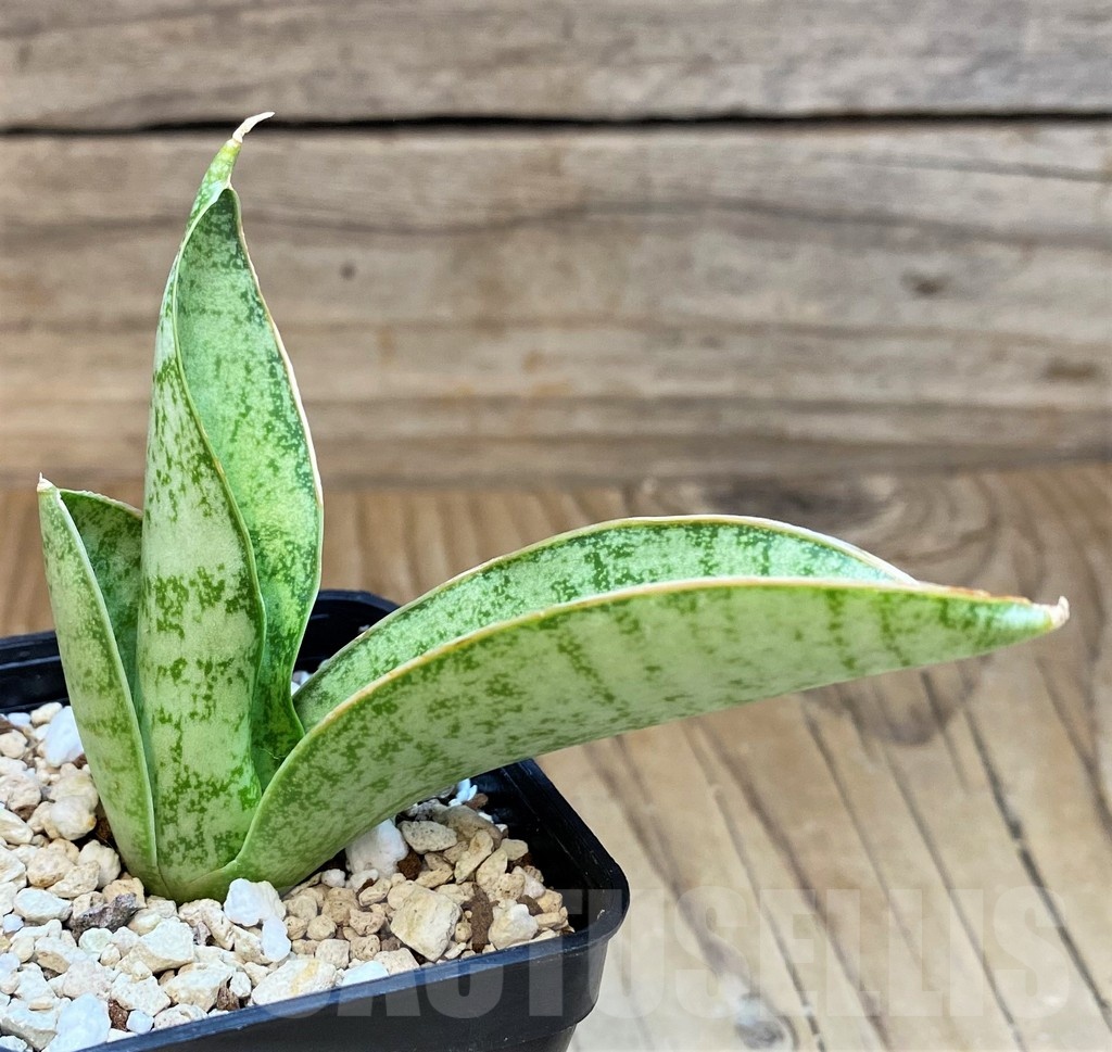 SH25438 Sansevieria kirkii ‘Silver Blue’ - Image 2