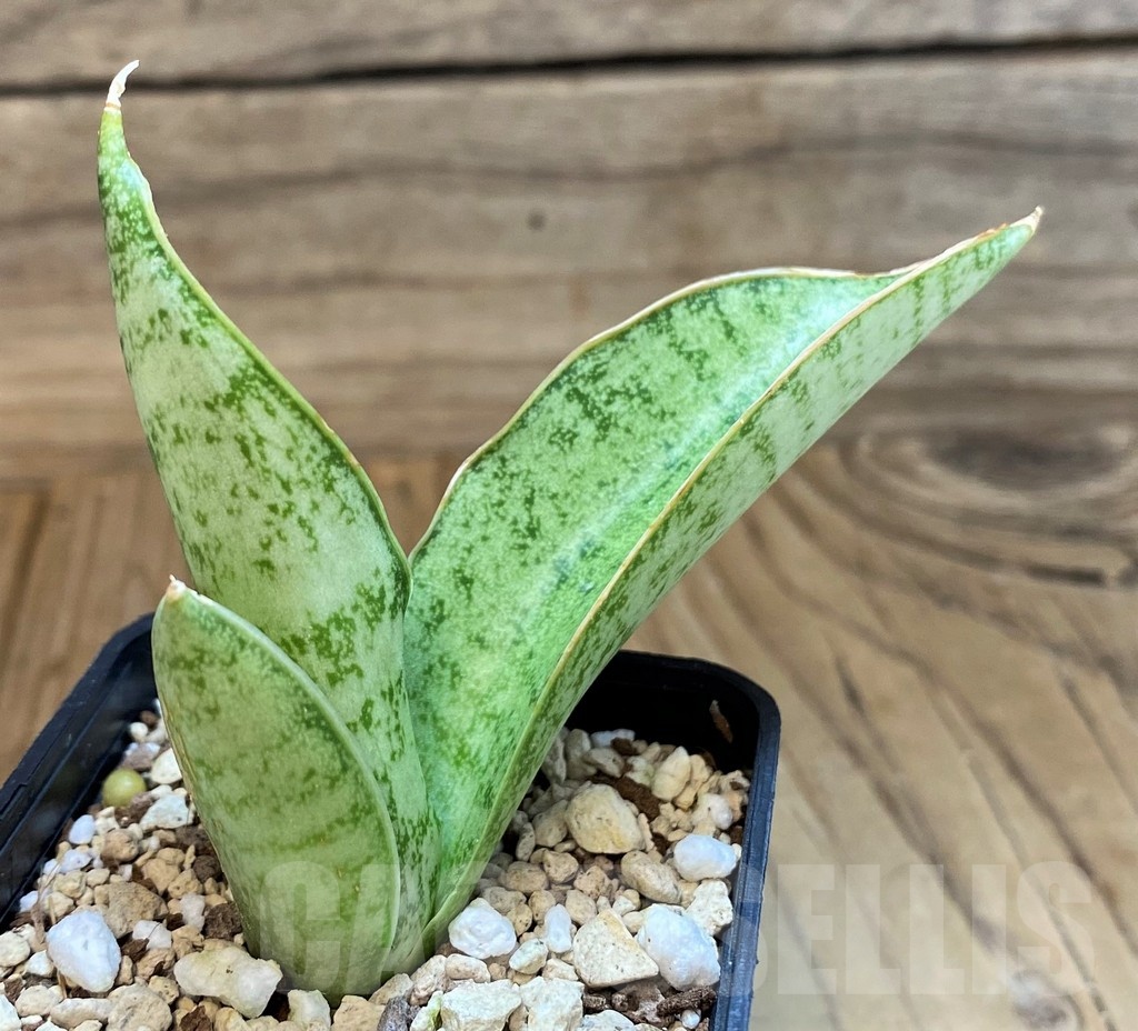 SH25438 Sansevieria kirkii ‘Silver Blue’