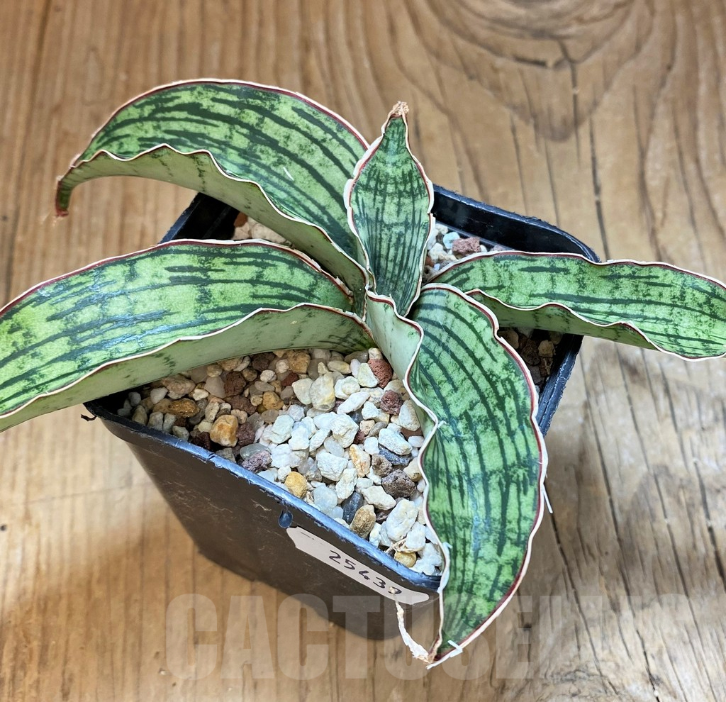SH25439 Sansevieria ‘Cleopatra’