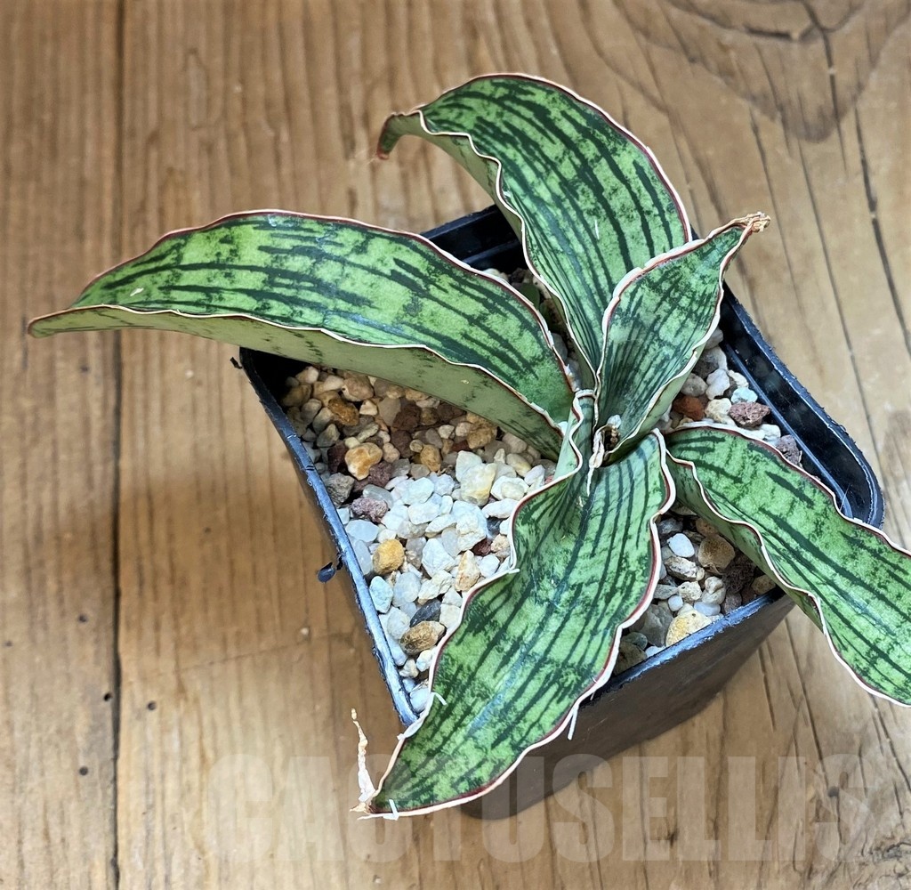 SH25439 Sansevieria ‘Cleopatra’ - Image 2