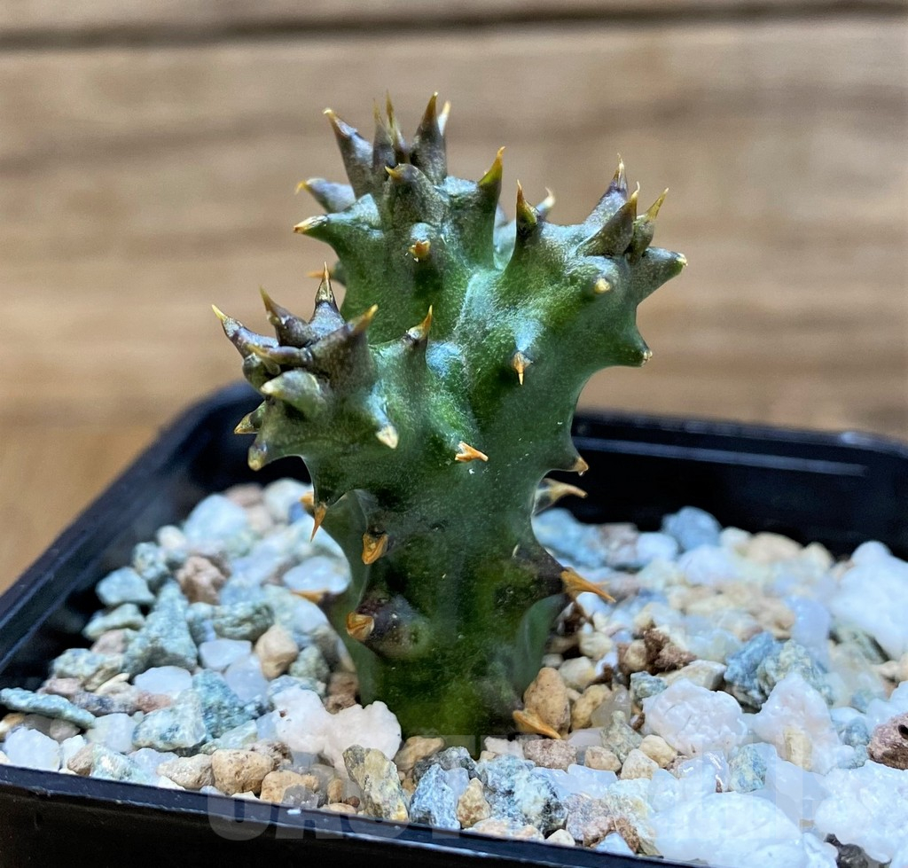 SH25441 Edithcolea grandis, seedling
