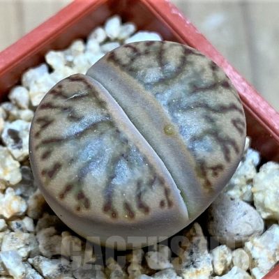 SH25422 Lithops bromfieldii 'Red Coral'