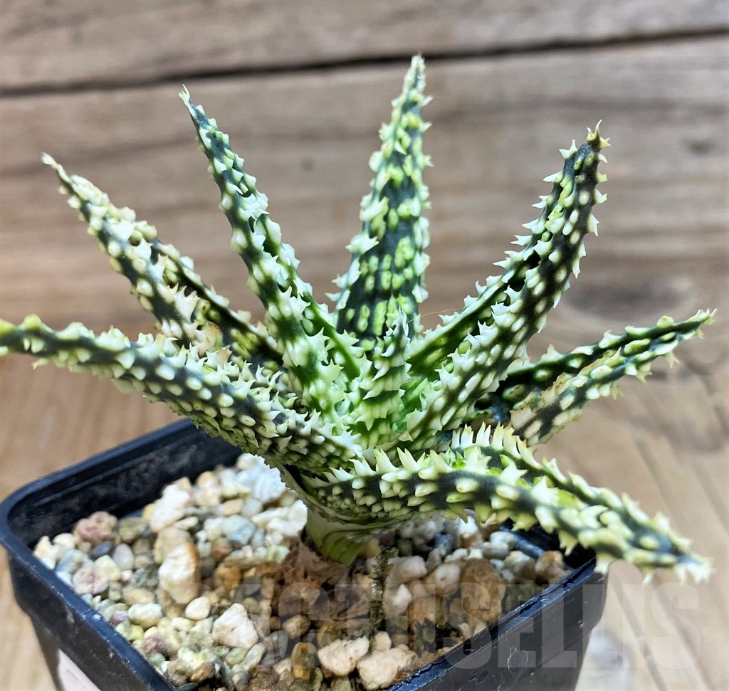 SH25455 Aloe TCT hybrid