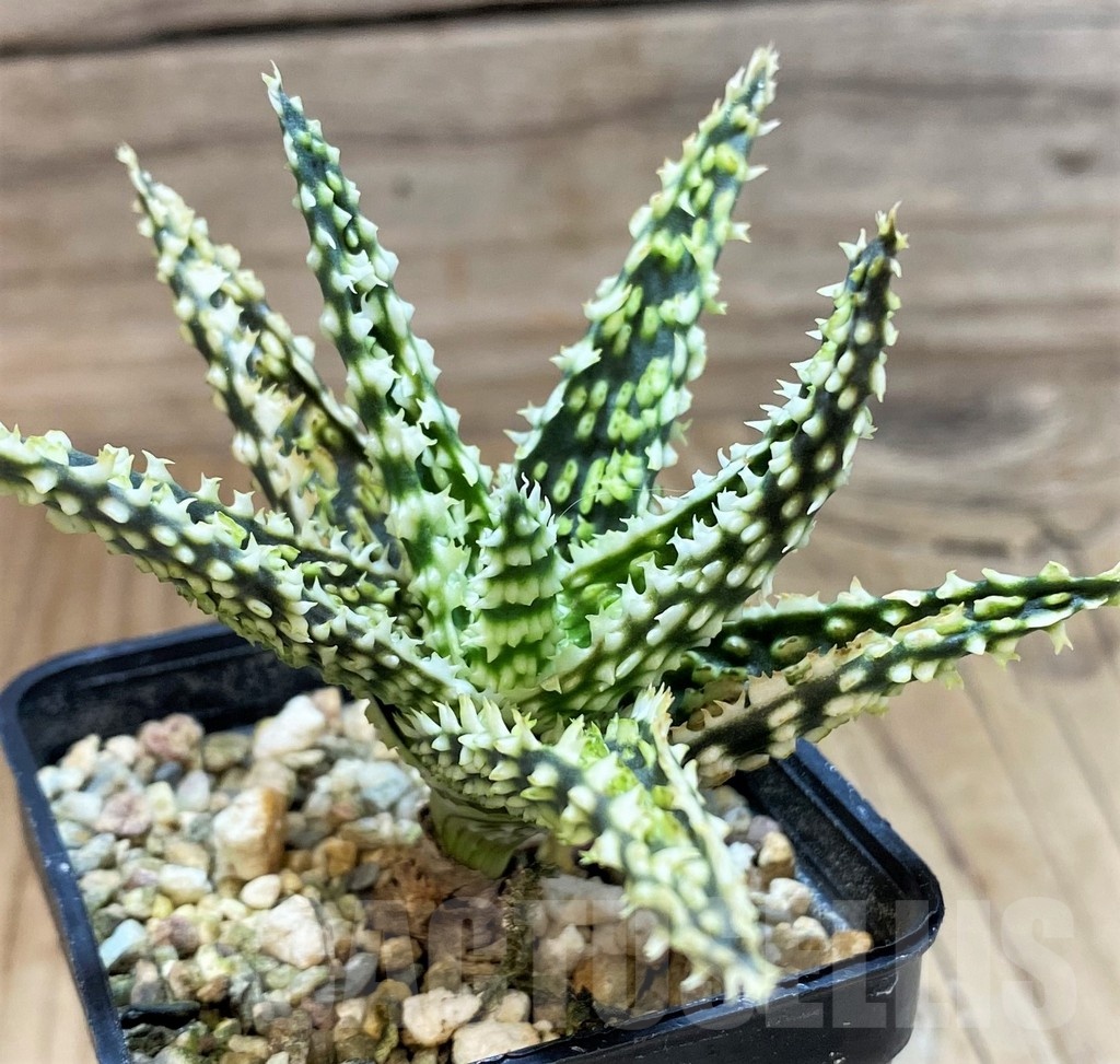 SH25455 Aloe TCT hybrid - Image 2