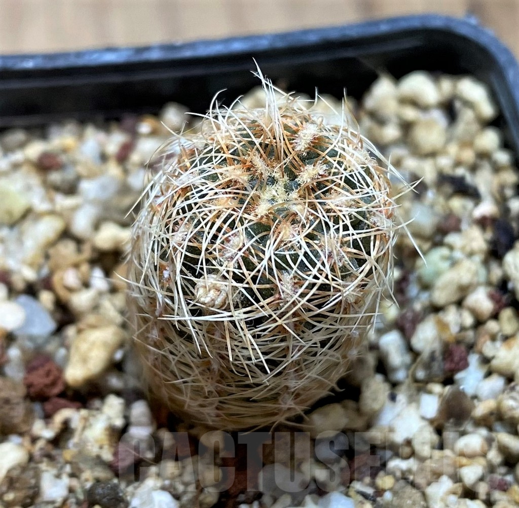 YAR25554 Gymnocalycium gertii VG707-TL