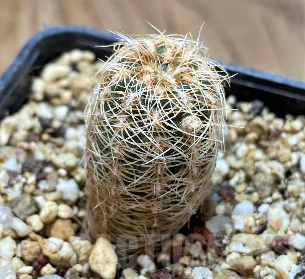 YAR25554 Gymnocalycium gertii VG707-TL - Image 2