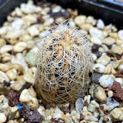 YAR25556 Gymnocalycium gertii VG707-TL