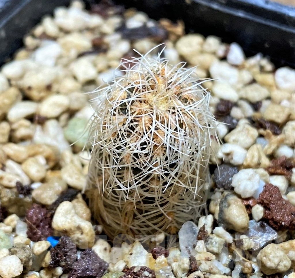 YAR25556 Gymnocalycium gertii VG707-TL