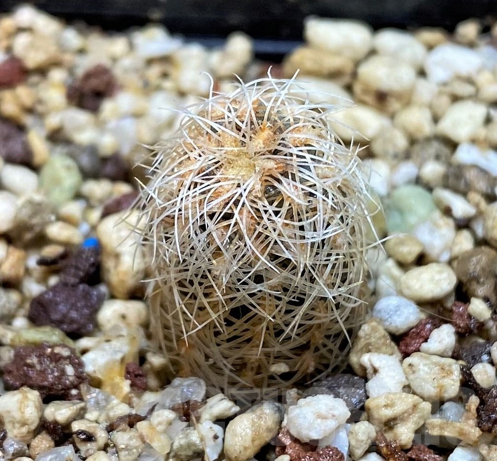 YAR25556 Gymnocalycium gertii VG707-TL - Image 2