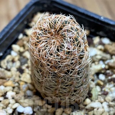 YAR25558 Gymnocalycium gertii VG707-TL