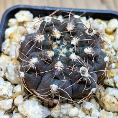 YAR25563 Gymnocalycium gaponii VG 1078