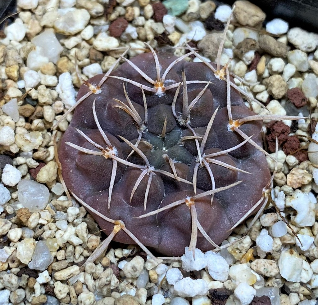 YAR25566 Gymnocalycium robustum VG345