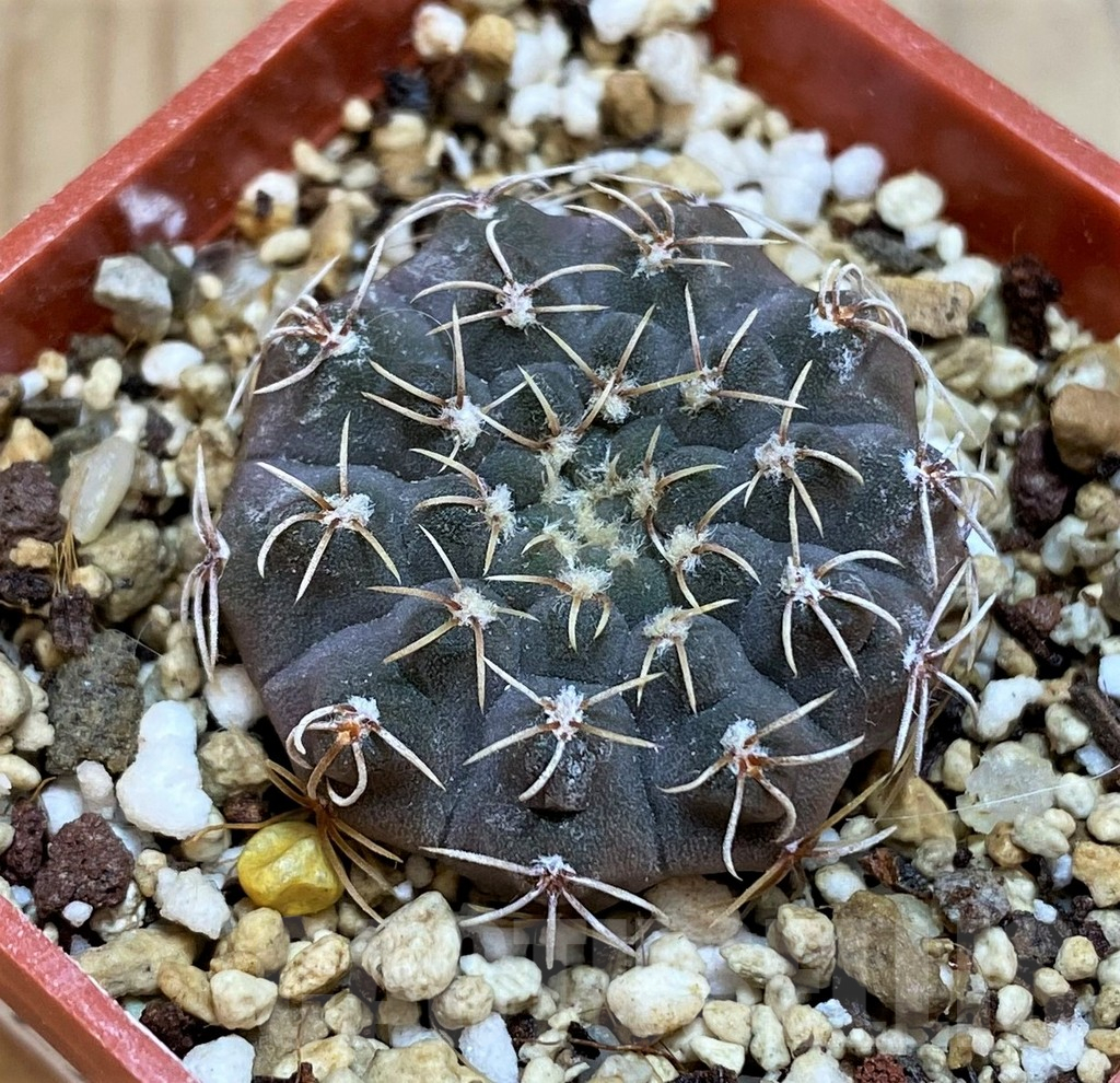 YAR25567 Gymnocalycium kleinianum VG283 - Image 2