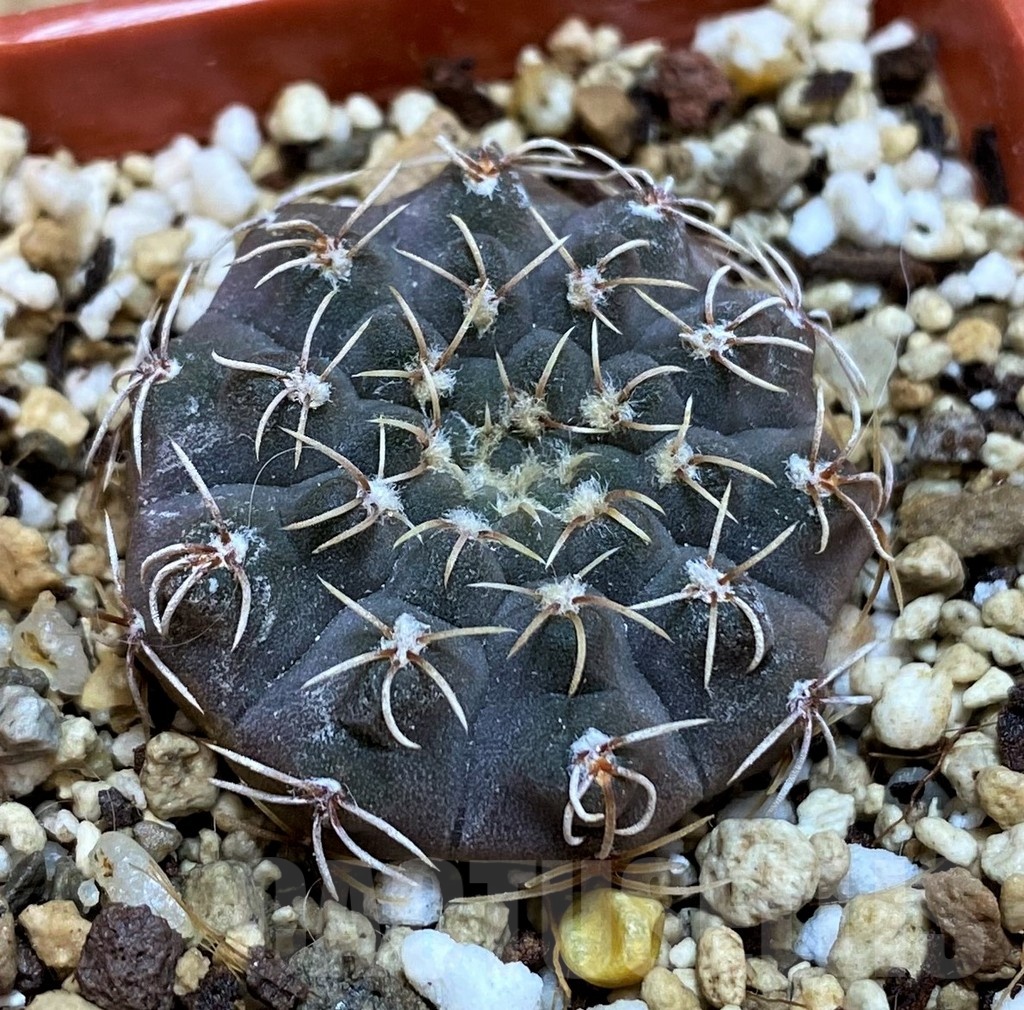 YAR25567 Gymnocalycium kleinianum VG283