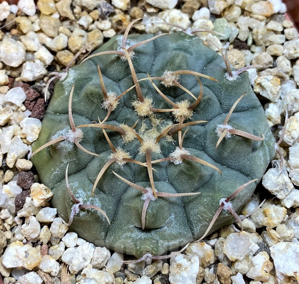 YAR25570 Gymnocalycium vatteri v. monospinum - Image 2